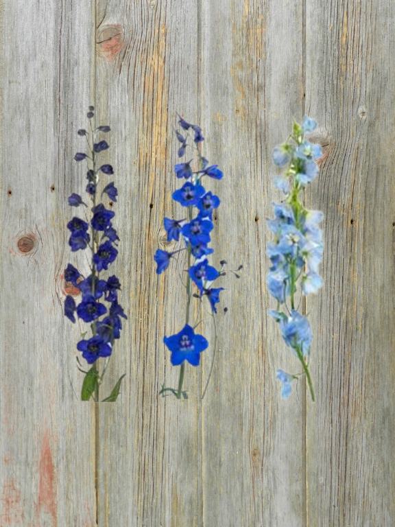 ASSORTED BLUE AND LIGHT BLUE DELPNINIUM